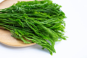 Leucaena leucocepphala on white background.