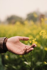 person holding a flower mustard 