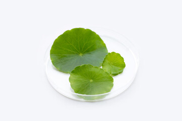 Fresh green centella asiatica leaves in petri dishes on white background.