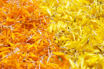 Marigold flower petals on white background.