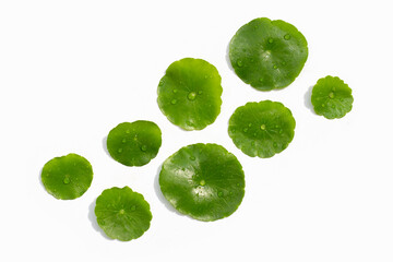 Fresh green centella asiatica on white background. - obrazy, fototapety, plakaty