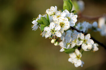 Cherry blossom in spring garden. White sakura flowers on a tree branch