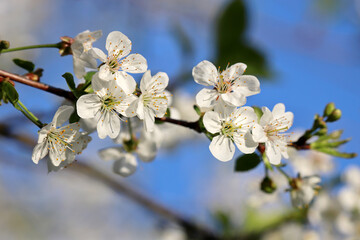 Cherry blossom in spring garden. White sakura flowers on a tree branch on blue sky background