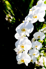 White orchid with dark background, nature concept, spring season, tropical garden flower, outdoor day light