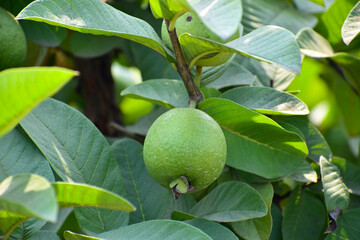 Fresh guava fruit the tree in the garden.