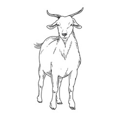 goat farm animal drawing illustration