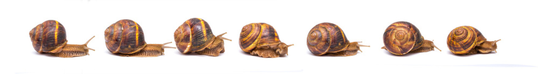 Snails Groupon a white background communicate concept of love communication relationship rejuvenation of vitamins and cosmetology concept of communication parent and child or student and teacher