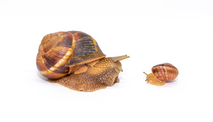 Snails on white background communication concept parent and child or student and teacher student and lecturer