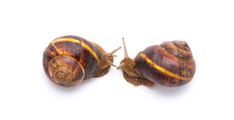Snails on white background communication concept parent and child or student and teacher student and lecturer
