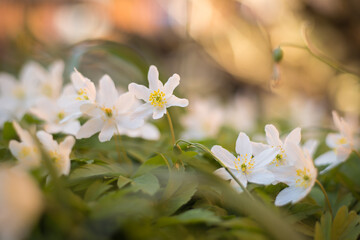 Dreamy wood anemone wildflowers in the morning light.Romantic soft gentle artistic image of a white spring flower Anemone nemorosa with bokeh background. 