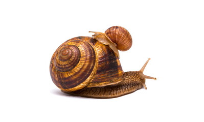 Snails on white background communication concept parent and child or student and teacher student and lecturer
