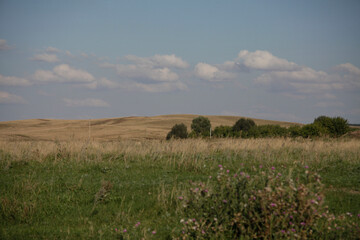 landscape with cows in the field