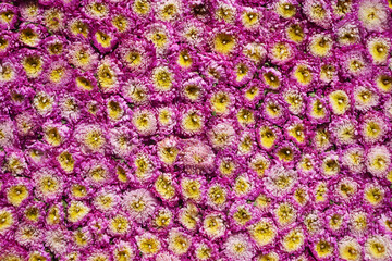 Flowers Pattern for Nature Background.