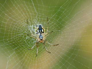 Cricket-bat orbweaver. Mangora acalypha.