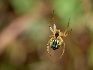 Cricket-bat orbweaver. Mangora acalypha.