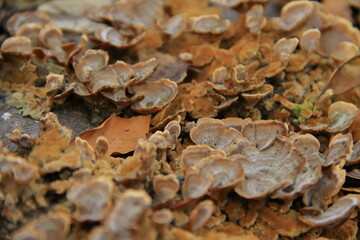Wood brown fungus close up