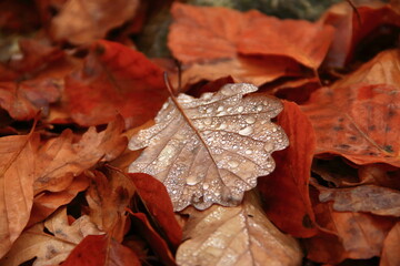 Orange autumn leaf with water droplets