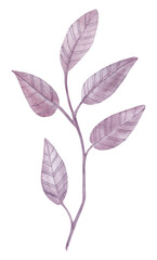 Watercolor illustration of twigs with leaves. Bright plants. Botanical collection. Nature design elements. Isolated on white background