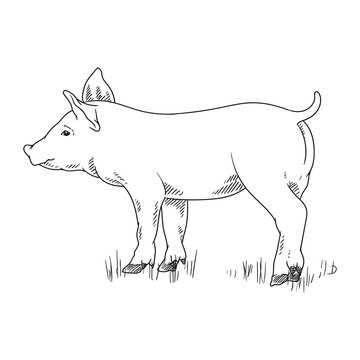 pig or pork cute illustration