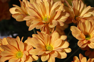 Natural Spray mum, chrysanthemum flower for exhibition under the sun. 多弁の桃色の菊の花たち。