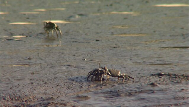 tidal mud-flat crab