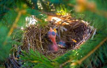 Nestlings in the nest newborns only hatched crying ask to eat, as the concept of spring and new life