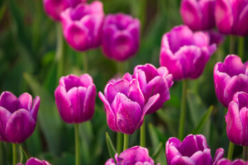 Blooming Tulips. Spring floral background. Field of bright beautiful tulips close-up. Pink and purple tulips at a flower festival in Holland. long banner