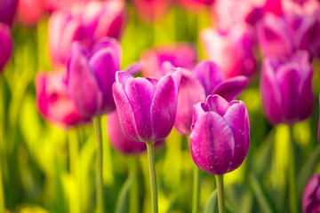 Blooming Tulips. Spring floral background. Field of bright beautiful tulips close-up. Pink and purple tulips at a flower festival in Holland. long banner