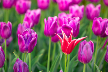 Blooming Tulips. Spring floral background. Field of bright beautiful tulips close-up. Pink and purple tulips at a flower festival in Holland. long banner