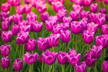 Obraz premium Blooming Tulips. Spring floral background. Field of bright beautiful tulips close-up. Pink and purple tulips at a flower festival in Holland. long banner