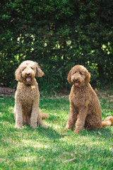 Two Groodle - Golden Doodle dogs sitting together on green grass
