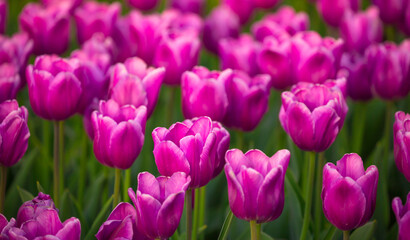 Blooming Tulips. Spring floral background. Field of bright beautiful tulips close-up. Pink and purple tulips at a flower festival in Holland. long banner