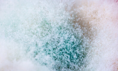 Mold close-up macro. Moldy fungus on food. Fluffy spores mold as a background or texture. Mold...