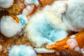 Mold close-up macro. Moldy fungus on food. Fluffy spores mold as a background or texture. Mold...