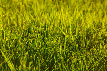 Grass green juicy and fresh texture as background
