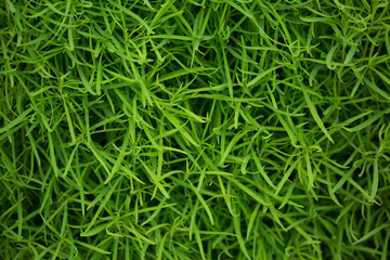 Grass green juicy and fresh texture as background