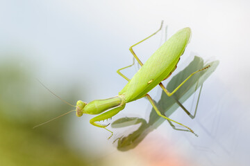 Close up of beautiful green female European Mantis or Praying Mantis (Mantis Religiosa), sitting on a window glass.