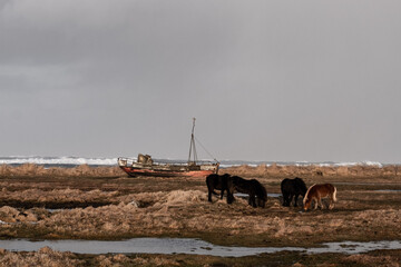 Wrack eines Fischerbootes und Islandpferde am Strand von Hvalnes. / Wreck of a fishing boat and Icelandic horses on the beach at Hvalnes.
