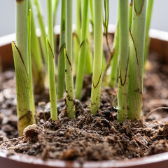 chamedorea flower in the ground, the roots of the flower in a brown pot with the ground, close