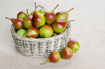 Pears ripe in a wicker basket on the table close-up. Summer harvest of vitamins.