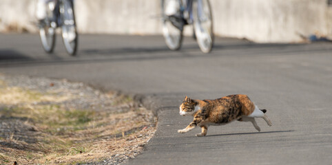 走る猫　三毛猫