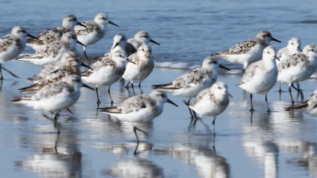 走るミユビシギの群れ(音声あり)