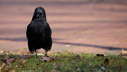 Black raven walking over green grass in front of red stone ground. Front view.