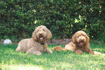 Two Groodle - Golden Doodle dogs sitting together on green grass