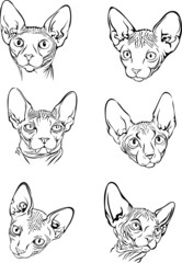 image of a cat,  Sphynx cat, portrait, illustration, set, white, black, isolated, simple, icon, art, symbol, graphic, drawing