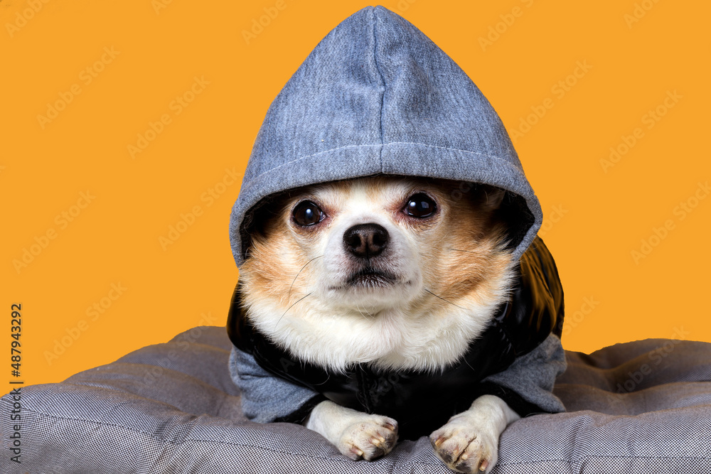 Poster funny chihuahua in overalls with a hood on a yellow background