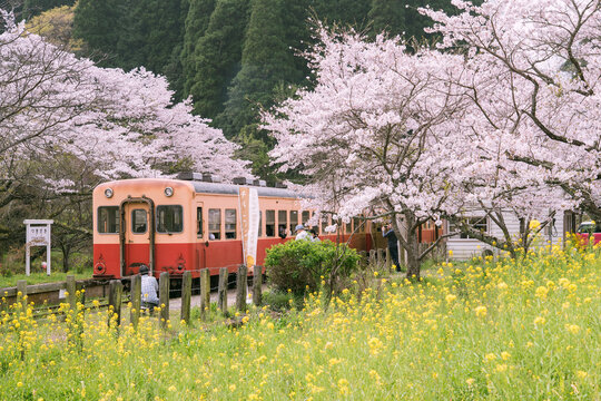 Train at railway station platform with cherry trees and canola flowers in spring, Chiba, Japan　桜と電車と菜の花 春の鉄道旅行イメージ