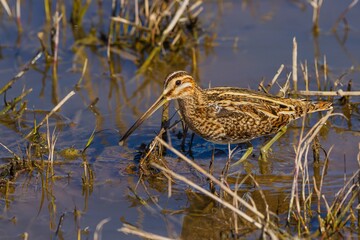 Common Snipe (Gallinago gallinago gallinago) in Doñana National Park, nature concept.