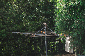 Single kookaburra sitting on clothes line in Australian backyard