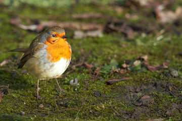 Thick robin (Erithacus rubecula) on green mossy ground. High angle view from the Side.